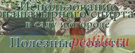 Нашатырь на даче
1. От муравьев на кухне. 100 мл нашатырного спирта смешать с 1 л воды и протереть раствором полы и всю мебель, обязательно хорошенько проветрить. Непрошеные гости и носа в ваше жилище больше не сунут.
2. От тли в саду. 2 ст. ложки нашатырного спирта развести в 1 ведре воды, добавить 1 ст. ложку стирального порошка или шампуня (чтобы раствор лучше прилипал к веткам) и обработать растения.
3. От луковой и морковной мухи. Эти вредители способны уничтожить весь урожай репки и кор