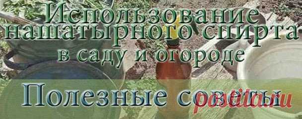Нашатырь на даче
1. От муравьев на кухне. 100 мл нашатырного спирта смешать с 1 л воды и протереть раствором полы и всю мебель, обязательно хорошенько проветрить. Непрошеные гости и носа в ваше жилище больше не сунут.
2. От тли в саду. 2 ст. ложки нашатырного спирта развести в 1 ведре воды, добавить 1 ст. ложку стирального порошка или шампуня (чтобы раствор лучше прилипал к веткам) и обработать растения.
3. От луковой и морковной мухи. Эти вредители способны уничтожить весь урожай репки и кор