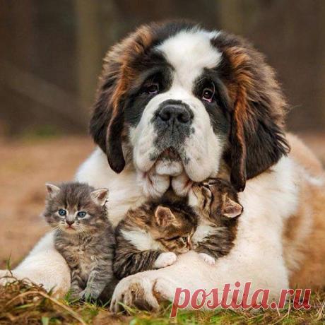 Вячеслав - 23 июня 2015 в 21:56