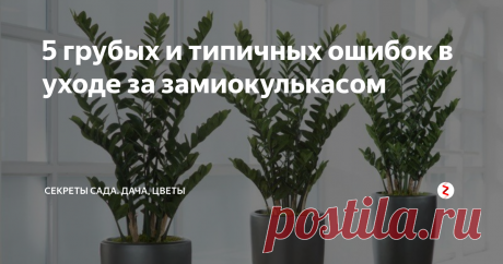 5 грубых и типичных ошибок в уходе за замиокулькасом Замиокулькас – цветок, который больше всего нравится моему мужу. И не из-за сочной глянцевой листвы, и не из-за поверья, что растение привлекает в дом доллары. А из-за… названия! Согласно Википедии, такое «имя» цветок получил благодаря схожести его листьев с листьями замии (рода саговников). Но сегодня не об этом.
Замиокулькас действительно привлекает к себе внимание не только заба