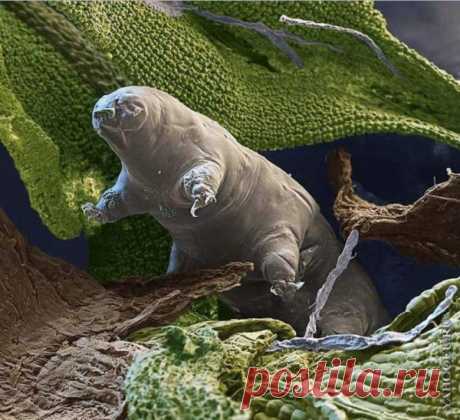 10 самых живучих существ на планете