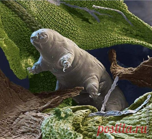 10 самых живучих существ на планете