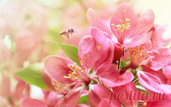 Гороскоп Василисы Володиной на май 2018 по знакам зодиака