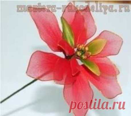 Мастера рукоделия - рукоделие для дома. Бесплатные мастер-классы,  и видео уроки - Видео мастер-класс: Пуансетия из капрона