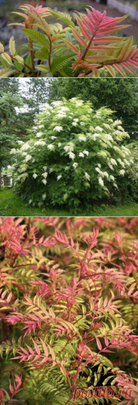 Рябинник рябинолистный (57 фото): посадка и уход в открытом грунте, описание кустарника Sorbaria sorbifolia, размножение черенками