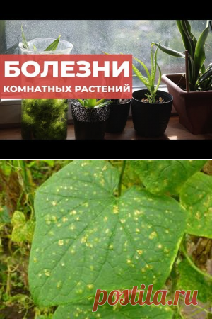 Комнатные растения. Зимний сад в квартире. | Настя Старикова | Советы по выращиванию и красивые фото на Постиле