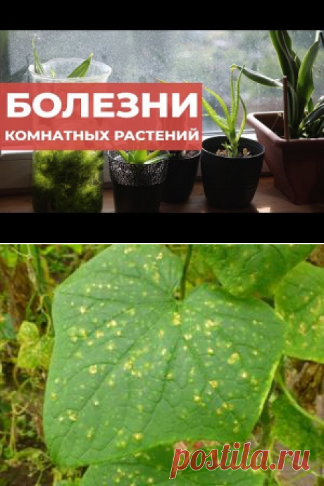 Комнатные растения. Зимний сад в квартире. | Настя Старикова | Советы по выращиванию и красивые фото на Постиле
