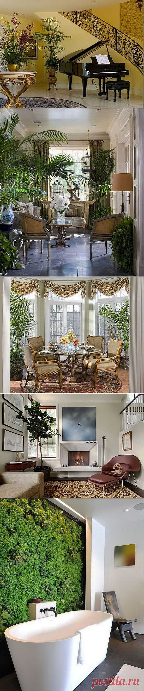 Комнатные растения в интерьере.