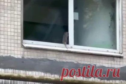 В Подмосковье крыса запрыгнула в окно квартиры и попала на видео