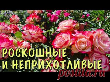 САМЫЕ ЛЮБИМЫЕ сорта роз, которые ШИКАРНО ЦВЕТУТ ВСЁ ЛЕТО. ПРЕКРАСНО растут в СРЕДНЕЙ ПОЛОСЕ РОССИИ