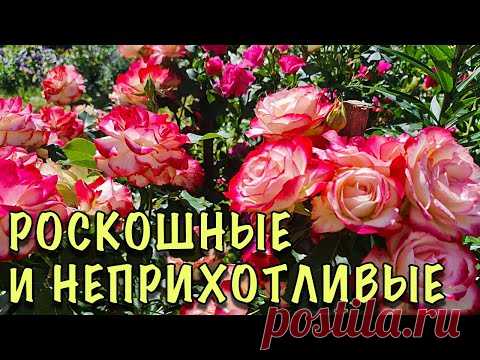 САМЫЕ ЛЮБИМЫЕ сорта роз, которые ШИКАРНО ЦВЕТУТ ВСЁ ЛЕТО. ПРЕКРАСНО растут в СРЕДНЕЙ ПОЛОСЕ РОССИИ
