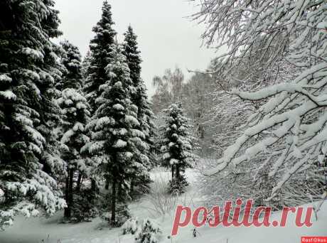 Фото: в ожидании Нового года. Фотограф Галина Городиловская. Природа - Фото и фотограф на Расфокусе.