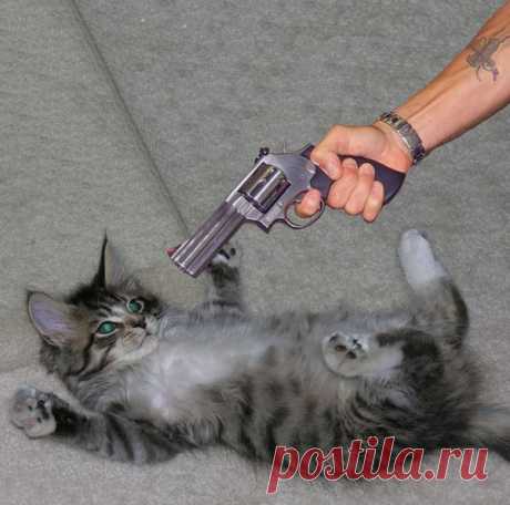 Кошаче-человечий разговорник. - Домашние любимцы - Женский Мир