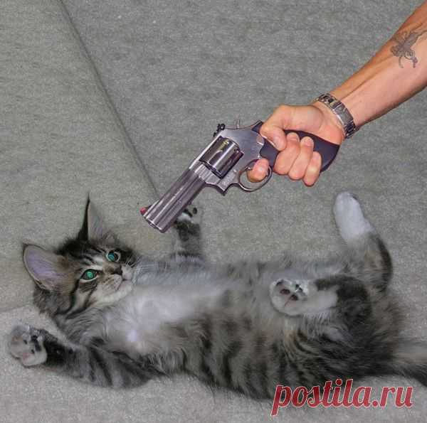 Кошаче-человечий разговорник. - Домашние любимцы - Женский Мир