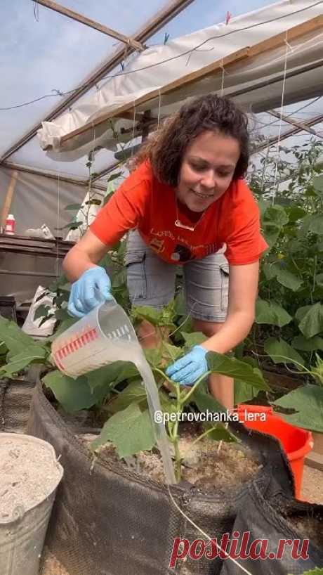 Подкормка огурцов для богатого урожая 🥒Автор: petrovchanka_lera