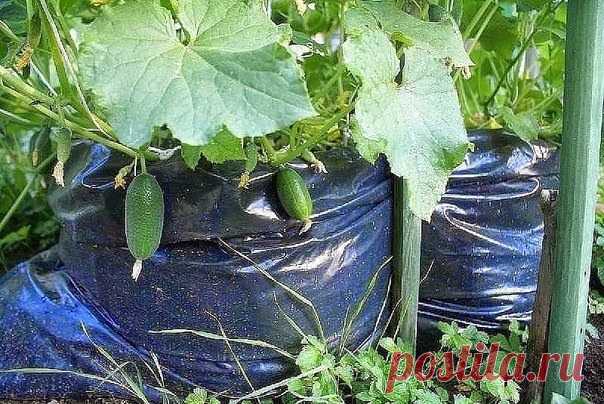 1000 огурцов на 1 кв.м. - урожай из мешка
