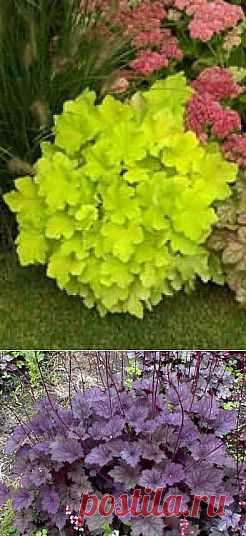 Гейхера | Почемучкам