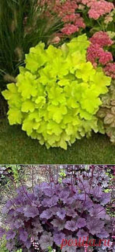 Гейхера | Почемучкам