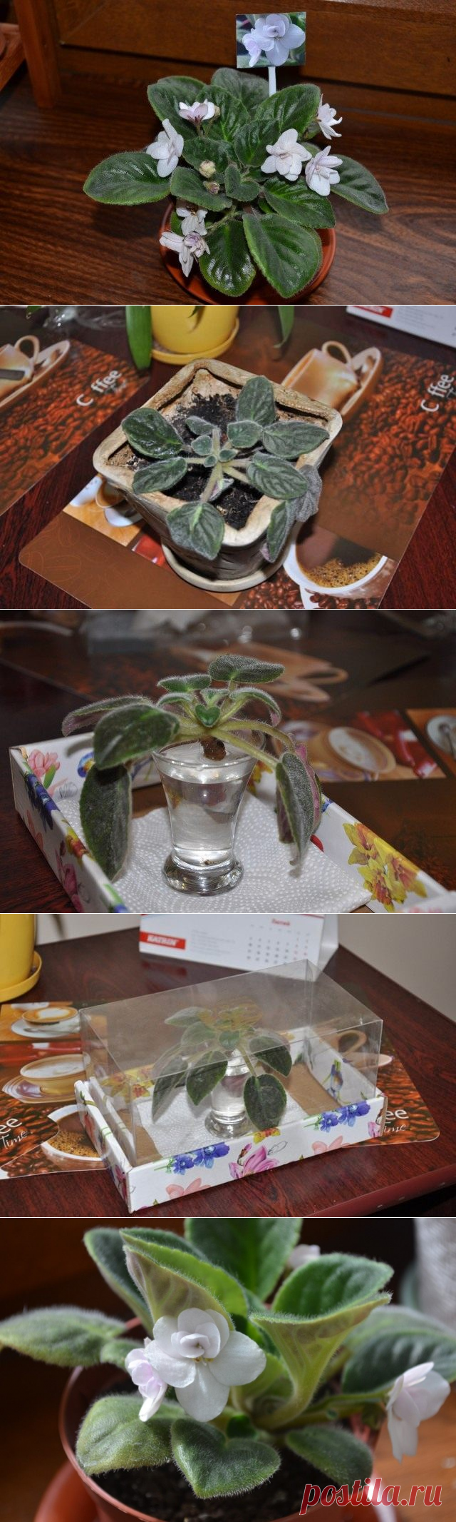 Как омолодить фиалку? Омоложение фиалки мастер-класс. Фото — Ботаничка.ru