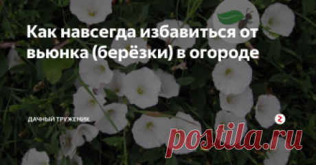 Как навсегда избавиться от вьюнка (берёзки) в огороде Борьба с вьюнком (берёзкой) дело совсем не простое, и вот почему. Данное растение относится к виду корнеотпрысковых сорняков. Оно имеет сильную и развитую корневую систему, которая дает жизнь новым росткам.
Вьюнку нипочем даже самая глубокая перекопка, так как из поврежденных корней моментально начнут появляться новые растения. Очень часто, повреждение корневой системы приводит к обратному эффекту