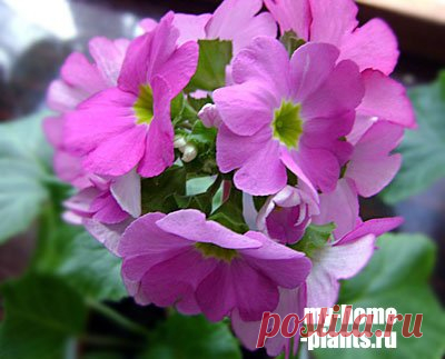 Примула » Домашние растения