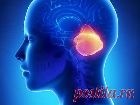 Найдена новая функция мозжечка — творческое мышление - МедНовости - MedPortal.ru