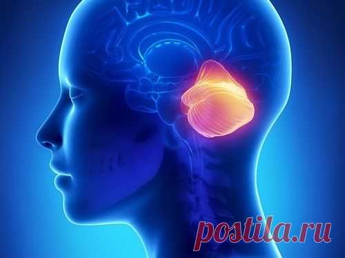 Найдена новая функция мозжечка — творческое мышление - МедНовости - MedPortal.ru