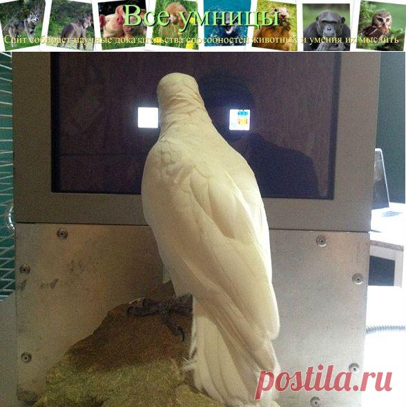 Какаду Гоффина умеют делать логические выводы | Все умницы