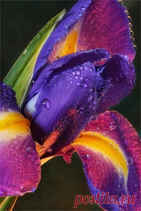 Найдено на сайте flowersandgardens4.blogspot.com.