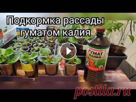 Подкормка рассады перца, томатов, цветов гуматом калия. Ссылка на мой канал в Яндекс Дзен id/62307b6f89968f33ec9acb82...