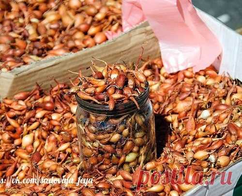 БАБУШКИН СЕКРЕТ ПОСАДКИ ЛУКА-СЕВКА.