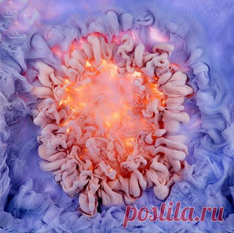 Ловкий фотограф Марк Моусон (Mark Mawson) снимает розы из красок и воды — Фотоискусство