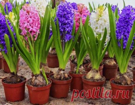 «Выгонка» луковичных — 6 соток