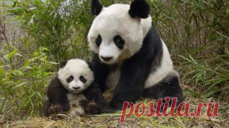 Забавное видео про животных: мама-панда умело избавилась от назойливого детеныша