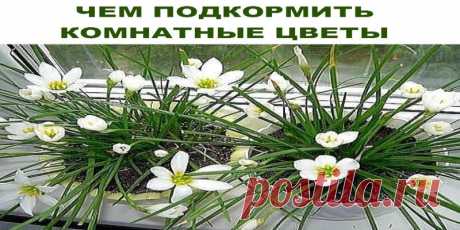 ЧЕМ ПОДКОРМИТЬ КОМНАТНЫЕ ЦВЕТЫ — Бабушкины хитрости