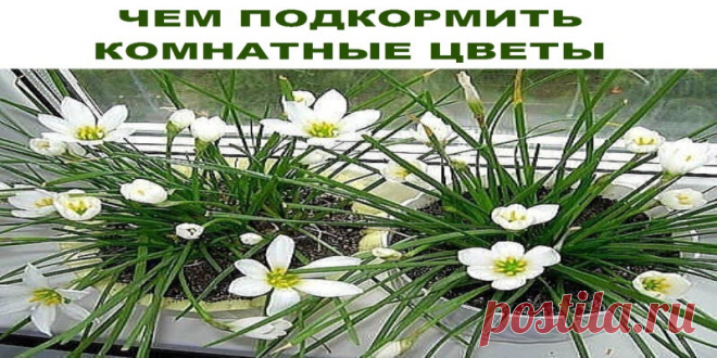 ЧЕМ ПОДКОРМИТЬ КОМНАТНЫЕ ЦВЕТЫ — Бабушкины хитрости