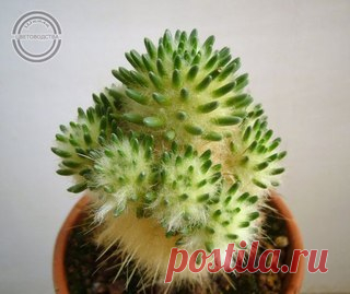 АУСТРОЦИЛИНДРОПУНЦИЯ ЛАГОПУС (Austrocylindropuntia lagopus)

Синоним: Опунция (Opuntia Mill.)

Семейство: Кактусовые (Cactaceae).
Показать полностью…