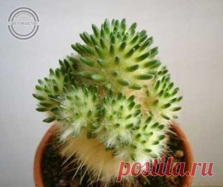 АУСТРОЦИЛИНДРОПУНЦИЯ ЛАГОПУС (Austrocylindropuntia lagopus)

Синоним: Опунция (Opuntia Mill.)

Семейство: Кактусовые (Cactaceae).
Показать полностью…