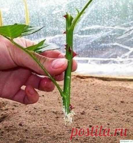 Отличное СРЕДСТВО для проращивания роз