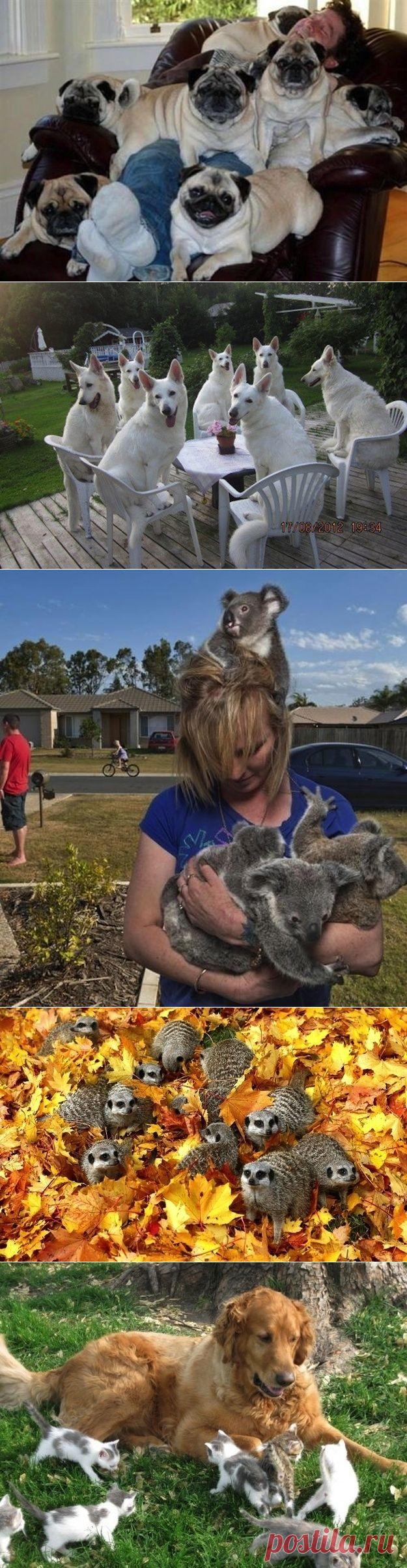 Завоеватели:)) | Четвероногий юмор