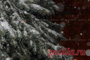 A coniferous tree branches covered in snow with a blurry background Стоковое фото, фотограф Ilaronsia / Фотобанк Лори