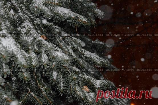 A coniferous tree branches covered in snow with a blurry background Стоковое фото, фотограф Ilaronsia / Фотобанк Лори