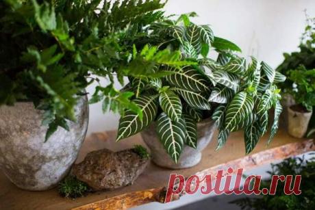 (2) Чем подкормить комнатные цветы - ВСЕ ПРОСТО у нас - 1 декабря - 43235180846 - Медиаплатформа МирТесен Секрет роскошного комнатного цветника прост: растения нужно хорошо подкармливать, иначе не дождаться ни пышной листвы, ни хорошего цветения. Жесткая диета, когда растение длительное время испытывает нехватку питательных веществ, обычно приводит к заболеванию – ведь сил для сопротивления у растения - 1 декабря - 43235180846 - Медиаплатформа МирТесен