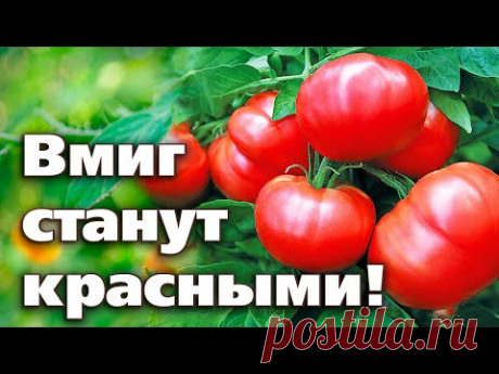 5 СПОСОБОВ УСКОРИТЬ СОЗРЕВАНИЕ ПОМИДОРОВ