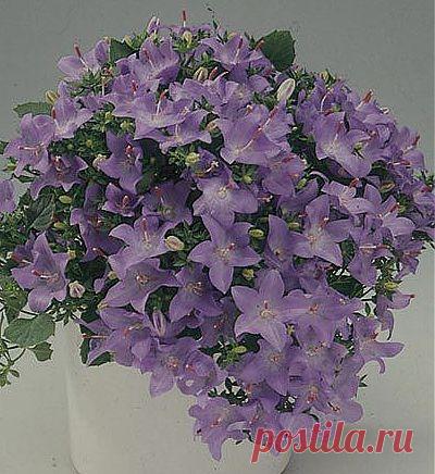 Кампанула на подоконнике.