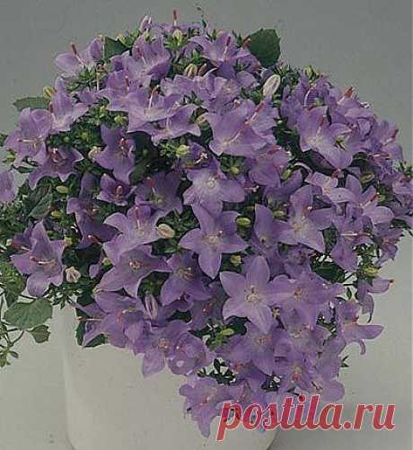 Кампанула на подоконнике.