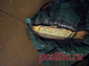 Тактика прикармливания и ловли сазана на течении