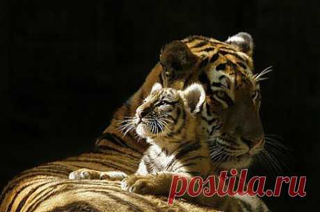 [ЗАБАВНЫЕ ЖИВОТНЫЕ] - natali5357@mail.ru - Почта Mail.Ru