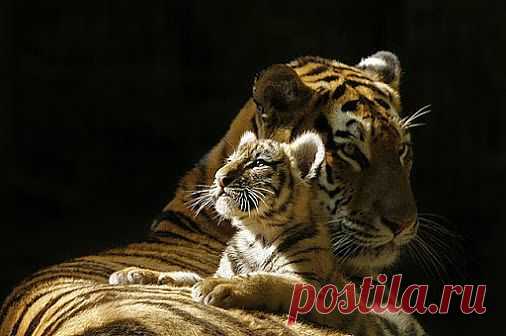 [ЗАБАВНЫЕ ЖИВОТНЫЕ] - natali5357@mail.ru - Почта Mail.Ru