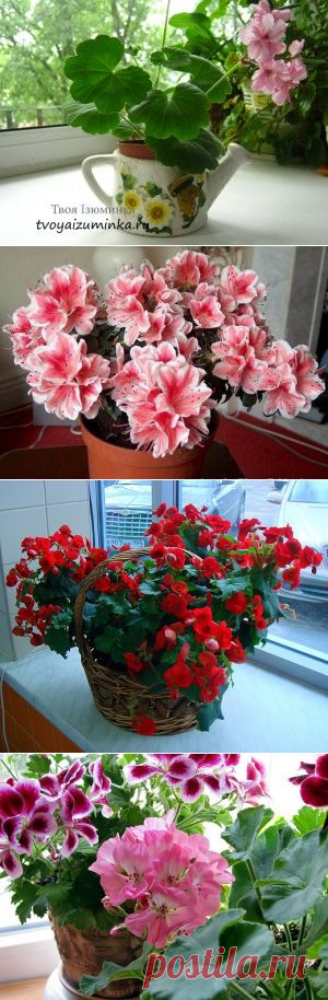 Любимые цветы в доме.